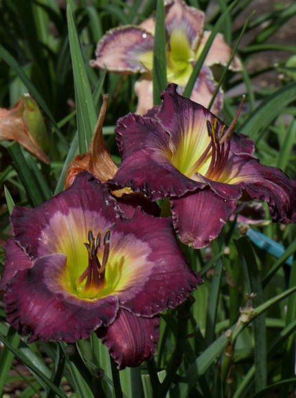 seraphim night flight and Deborah jorg rs